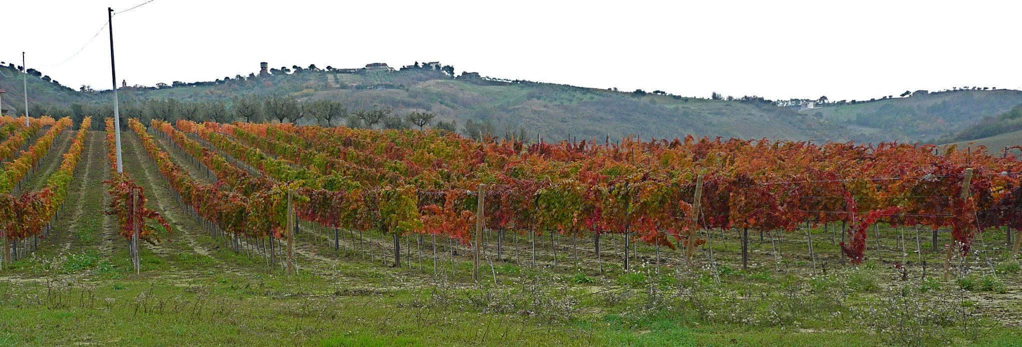 cultivos de vino montepulciano